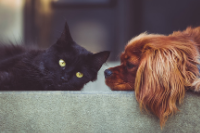 Kot i pies, zwierzęta domowe